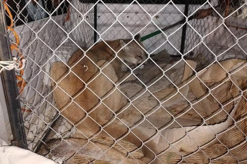 Video: Nadie le dijo que ya no era su territorio y el puma cazó animales de granja